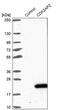 Cyclin Dependent Kinase 2 Associated Protein 2 antibody, PA5-61550, Invitrogen Antibodies, Western Blot image 