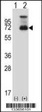 Heat Shock Transcription Factor 1 antibody, 57-547, ProSci, Western Blot image 