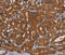 Phosphodiesterase 5A antibody, MBS2517284, MyBioSource, Immunohistochemistry frozen image 