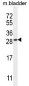 TIFA Inhibitor antibody, abx025972, Abbexa, Western Blot image 