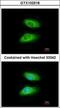 Interleukin 1 Receptor Associated Kinase 2 antibody, GTX102518, GeneTex, Immunofluorescence image 