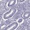 Tetratricopeptide Repeat Domain 21A antibody, PA5-57301, Invitrogen Antibodies, Immunohistochemistry frozen image 