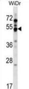 G Protein-Coupled Receptor 84 antibody, abx029499, Abbexa, Western Blot image 