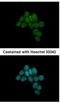 CAMP Responsive Element Binding Protein 3 Like 1 antibody, NBP1-31017, Novus Biologicals, Immunofluorescence image 