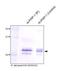 Placental Growth Factor antibody, NB110-96419, Novus Biologicals, Immunoprecipitation image 