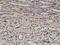 WT1 Associated Protein antibody, H00009589-M01, Novus Biologicals, Immunohistochemistry frozen image 