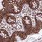 Mitochondrial Ribosomal Protein S9 antibody, NBP2-30501, Novus Biologicals, Immunohistochemistry frozen image 