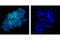 c-Kit antibody, 3074S, Cell Signaling Technology, Immunofluorescence image 