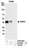 ARSA antibody, A305-452A, Bethyl Labs, Immunoprecipitation image 