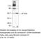 Gap Junction Protein Gamma 2 antibody, 37-4500, Invitrogen Antibodies, Western Blot image 