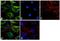 Tubulin Alpha 4a antibody, PA5-19489, Invitrogen Antibodies, Immunofluorescence image 