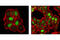 Cyclin Dependent Kinase Inhibitor 1B antibody, 3698T, Cell Signaling Technology, Immunocytochemistry image 