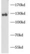 CD22 Molecule antibody, FNab10800, FineTest, Western Blot image 