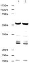 Tubulin Alpha 4a antibody, ab18251, Abcam, Western Blot image 