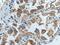 G Protein-Coupled Receptor Class C Group 5 Member A antibody, 10309-1-AP, Proteintech Group, Immunohistochemistry frozen image 