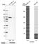 4F2hc antibody, HPA017980, Atlas Antibodies, Western Blot image 