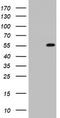 TIMELESS-interacting protein antibody, LS-C336746, Lifespan Biosciences, Western Blot image 