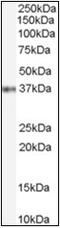 Gastrulation and brain-specific homeobox protein 2 antibody, AP23045PU-N, Origene, Western Blot image 