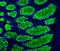 Mucin 2, Oligomeric Mucus/Gel-Forming antibody, A01212-2, Boster Biological Technology, Immunofluorescence image 