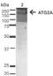 Autophagy Related 2A antibody, 23001, QED Bioscience, Western Blot image 