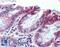 TUB Like Protein 2 antibody, LS-B3524, Lifespan Biosciences, Immunohistochemistry frozen image 
