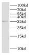 HtrA Serine Peptidase 1 antibody, FNab04069, FineTest, Western Blot image 