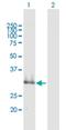 Sushi Domain Containing 4 antibody, H00055061-B01P, Novus Biologicals, Western Blot image 