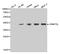 DNA Methyltransferase 3 Like antibody, MBS127365, MyBioSource, Western Blot image 