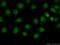 Ribosomal Protein S27 Like antibody, 15871-1-AP, Proteintech Group, Immunofluorescence image 