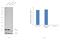 ADP Ribosylation Factor 1 antibody, PA1-127, Invitrogen Antibodies, Western Blot image 