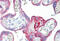 Keratin 7 antibody, MBS245806, MyBioSource, Immunohistochemistry frozen image 