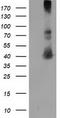 Microtubule-associated protein RP/EB family member 2 antibody, LS-C172781, Lifespan Biosciences, Western Blot image 