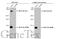 Notch Receptor 2 antibody, GTX101593, GeneTex, Western Blot image 
