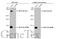 Neurogenic locus notch homolog protein 2 antibody, GTX101593, GeneTex, Western Blot image 