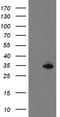 Src Like Adaptor 2 antibody, CF505078, Origene, Western Blot image 