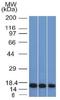 Ig gamma-2A chain C region, A allele antibody, orb388276, Biorbyt, Western Blot image 