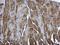 Pseudouridine Synthase 1 antibody, GTX110249, GeneTex, Immunohistochemistry paraffin image 