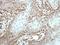 POU Class 5 Homeobox 1 antibody, NBP2-15053, Novus Biologicals, Immunohistochemistry frozen image 