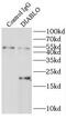 Diablo homolog, mitochondrial antibody, FNab02384, FineTest, Immunoprecipitation image 