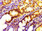 Interleukin 17D antibody, LS-C671854, Lifespan Biosciences, Immunohistochemistry paraffin image 