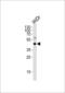 C9orf72-SMCR8 Complex Subunit antibody, LS-C203647, Lifespan Biosciences, Western Blot image 