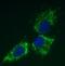 Transcription Factor A, Mitochondrial antibody, ab119684, Abcam, Immunofluorescence image 