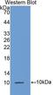 C-C Motif Chemokine Ligand 7 antibody, LS-C295411, Lifespan Biosciences, Western Blot image 