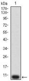 Purinergic Receptor P2Y12 antibody, NBP2-61749, Novus Biologicals, Western Blot image 