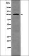 Catenin Alpha 1 antibody, orb335750, Biorbyt, Western Blot image 