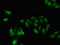 GA Binding Protein Transcription Factor Subunit Beta 1 antibody, LS-C678019, Lifespan Biosciences, Immunofluorescence image 
