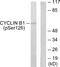 Cyclin B1 antibody, LS-C198857, Lifespan Biosciences, Western Blot image 