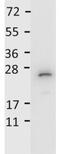 Interleukin 27 antibody, GTX48685, GeneTex, Western Blot image 