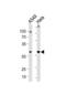 Family With Sequence Similarity 50 Member A antibody, abx034816, Abbexa, Western Blot image 