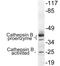 Cathepsin B antibody, LS-C291681, Lifespan Biosciences, Western Blot image 